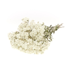 Dried Flowers 100 Gram 45cm 50gram