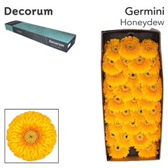 Ge Mb Pom Honeydew 45cm 7cm Ø