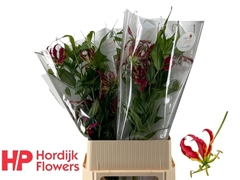 Gloriosa Rothschild Short 90cm