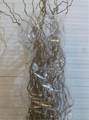 Coryl Av Contorta 100cm