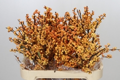 Ilex Vert Gresgold 80cm