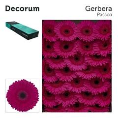 Ge Gr Passoa 45cm 10cm Ø