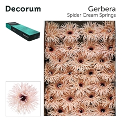 Ge Gs Cream Springs 45cm 10cm Ø