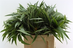 Eucalyptusblad Piece 60cm