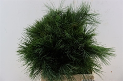 Pinus Strobus 50cm