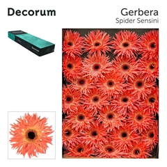 Ge Gs Sensini 45cm 10cm Ø