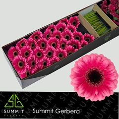 Germini Amelie 45cm 7cm Ø