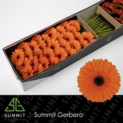 Germini Caramba 45cm 7cm Ø