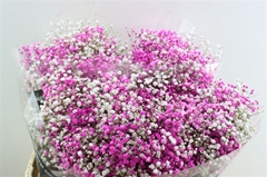 Gyps Colortreated 80cm 40gram