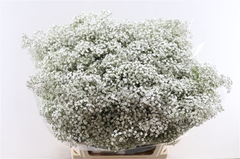 Gyps Pa Million Star 80cm 40gram