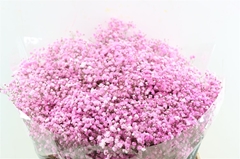 Gyps Colortreated 80cm 40gram