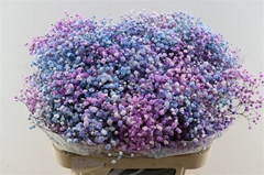 Gyps Colortreated 80cm 40gram