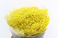 Gyps Colortreated 80cm 30gram