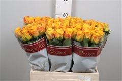 R Gr Candlelight 60cm