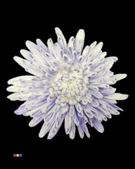 Chr G Ana Snow Milka