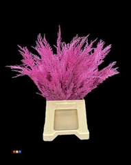 Coniferen Cerise