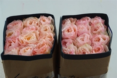 R Gr Other 70cm
