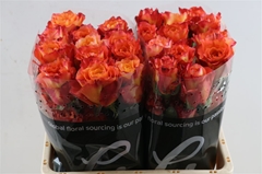 R Gr Free Spirit 70cm