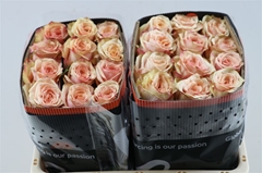 R Gr Desert Rose 60cm