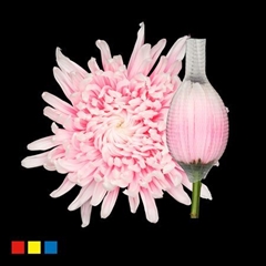 Chr G Stravina Pastel Pink