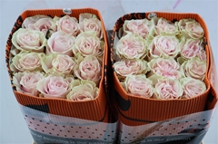 R Gr Pink Mondial 60cm