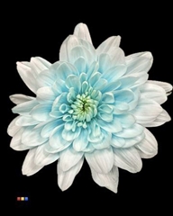 Chr T 2 Kl Baltica Pastel Blue
