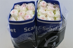 R Gr White O Hara 60cm