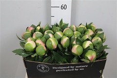 Paeo Col Owen Cousin 55cm 23 Za