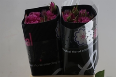 R Gr Other 50cm