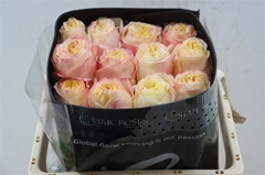 R Gr Other 50cm