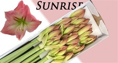 Hipp G Sunrise 70cm 4+