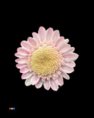 Chr T Stallion Dusty Pastel Pink