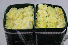 R Gr Other 50cm