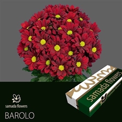 Chr T Barolo 70cm 85gram