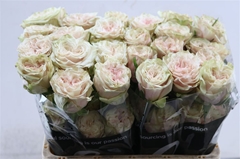 R Gr Country Secret 50cm