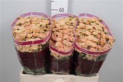 Chr San Rossi Smokey 55cm 100g