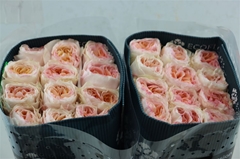 R Gr Other 50cm