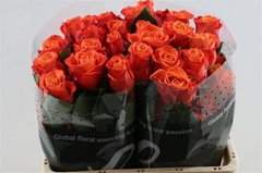 R Gr Orange Crush 40cm