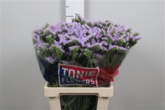 Lim S Tonie Lavender 70cm 70gram