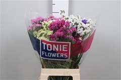 Lim S Mixed 70cm 40gram
