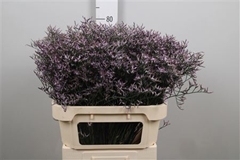 Lim Safora Lilac 80cm 35gram