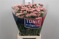 Lim S Peach Wings 80cm 38gram