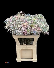 Gyps Colortreated 80cm