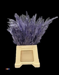 Snijbloemen Klb H% 55cm
