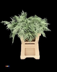 Asp Colortreated 85cm