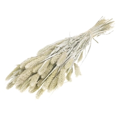 Siergr Ov Klb H% 60cm 140gram