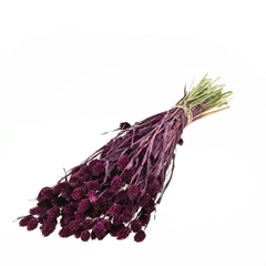 Siergr Ov Klb H% 55cm 200gram