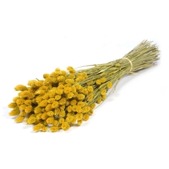 Siergr Ov Klb H% 55cm 200gram