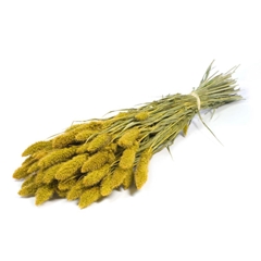 Siergr Ov Klb H% 60cm 140gram