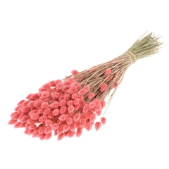 Siergr Ov Klb H% 55cm 200gram